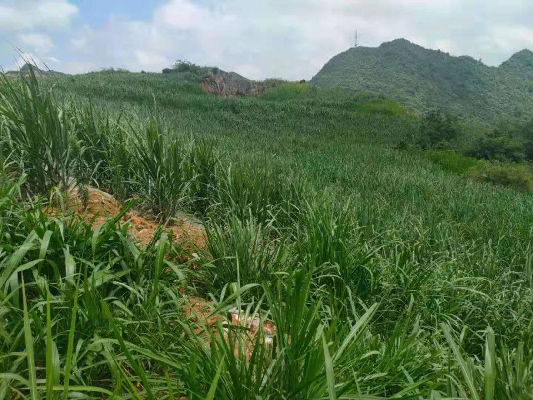 云南文山铝业西畴矿业有限公司建设绿色矿山工作纪实